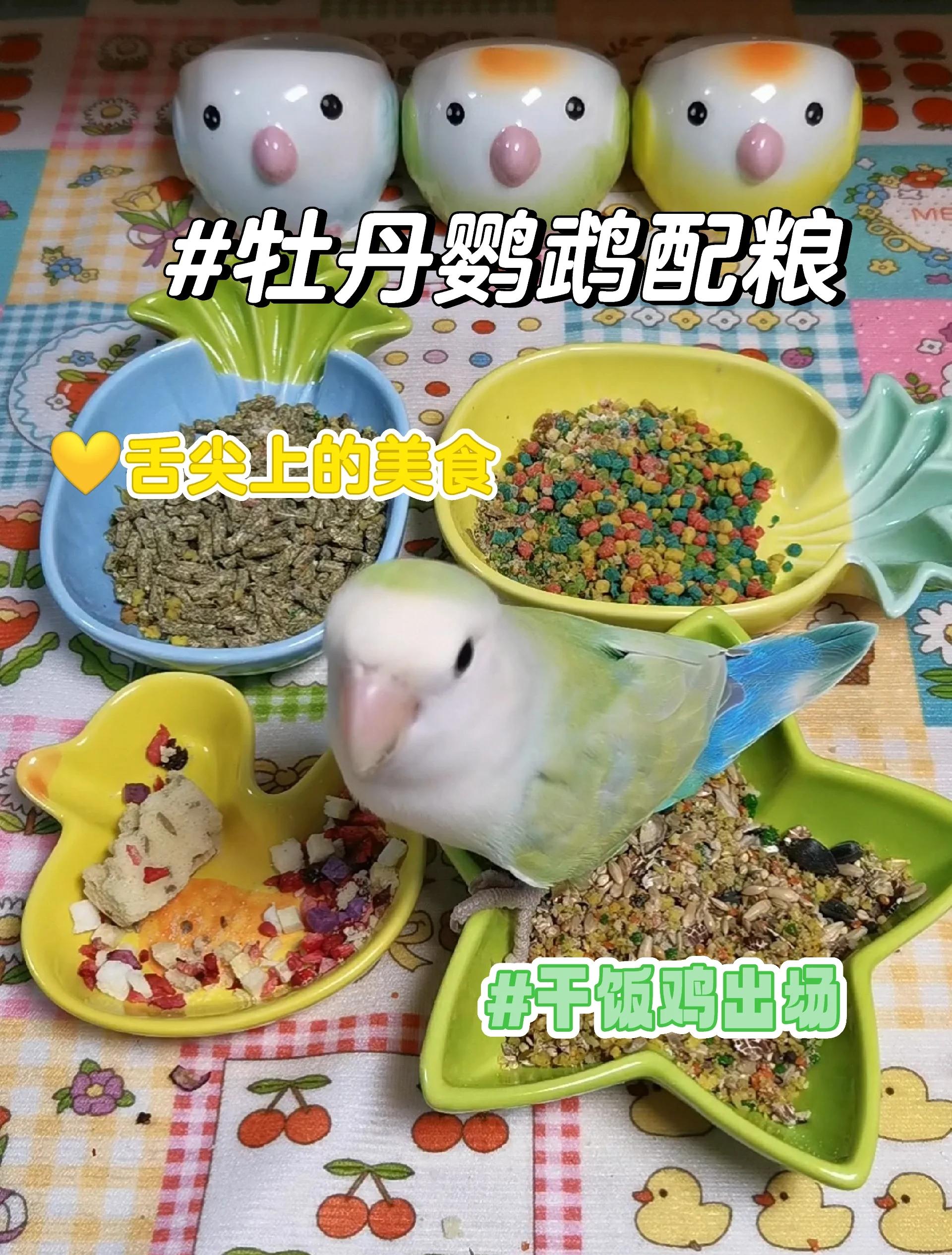 牡丹鹦鹉吃什么青菜和水果