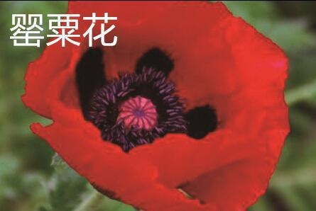 虞美人和罂粟的区别