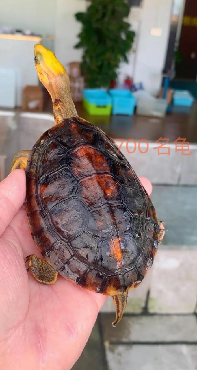 黄金龟是什么品种