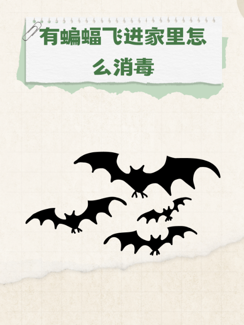 蝙蝠为什么飞到家里