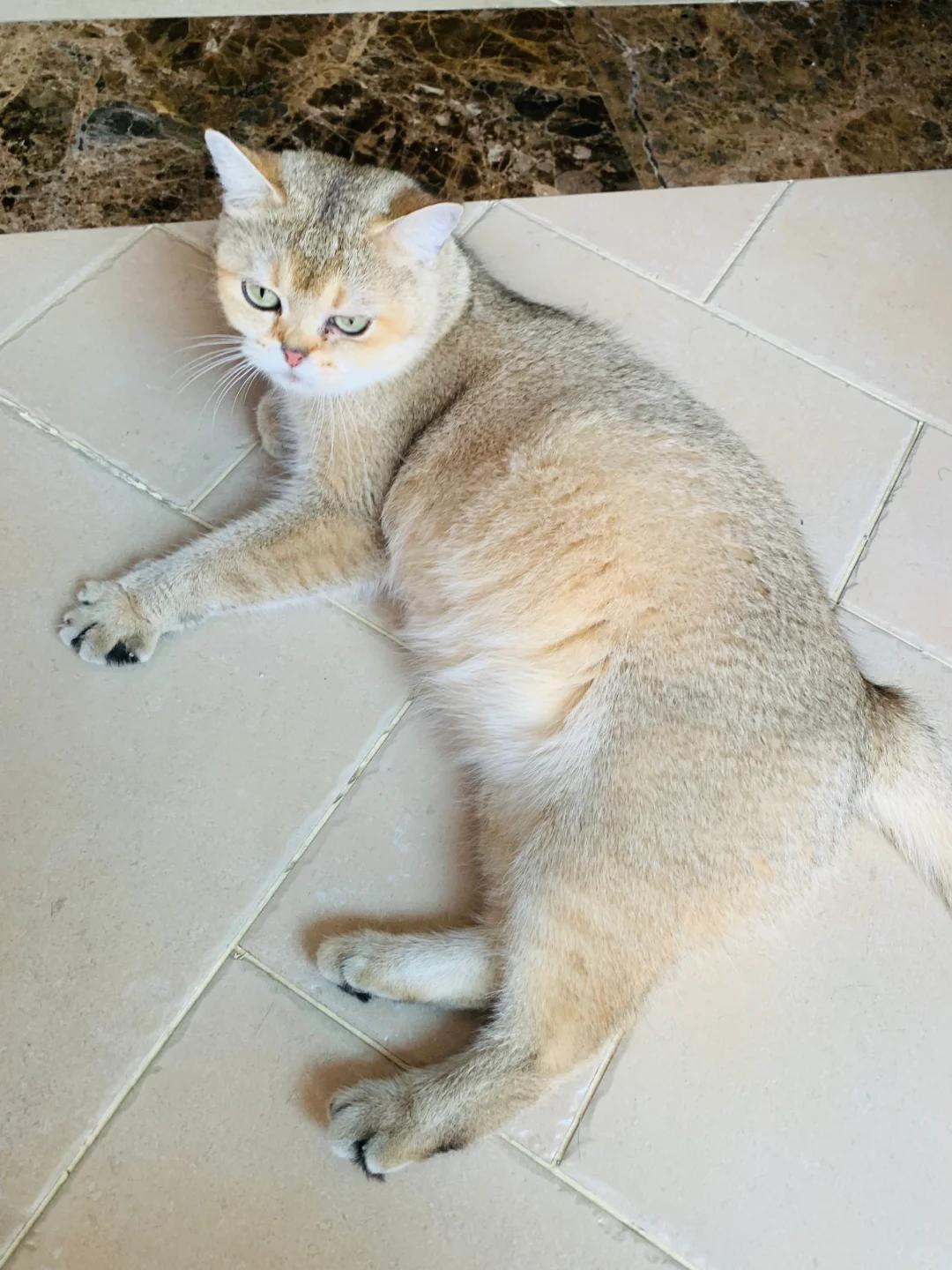 怀孕梦见猫