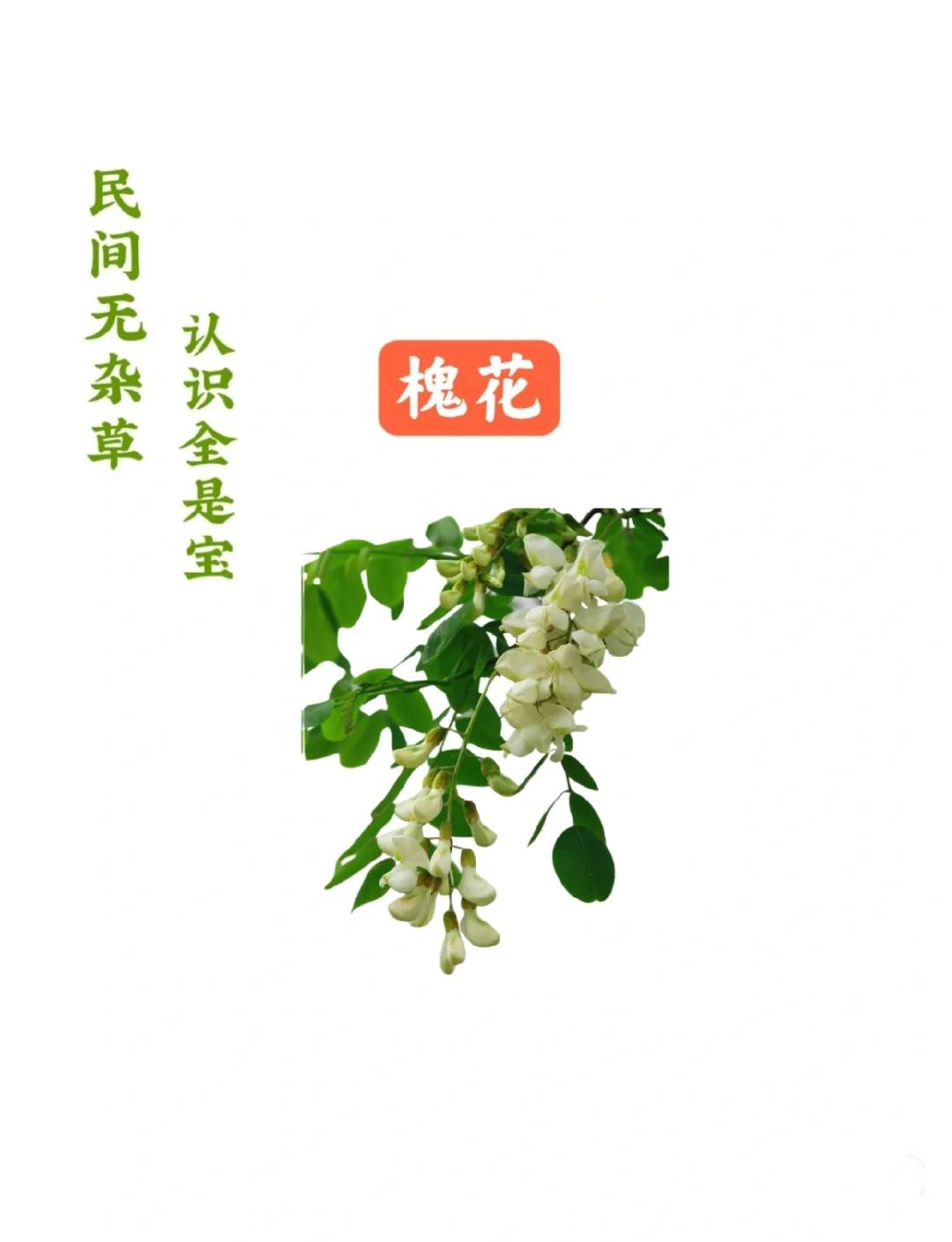 槐花几月开