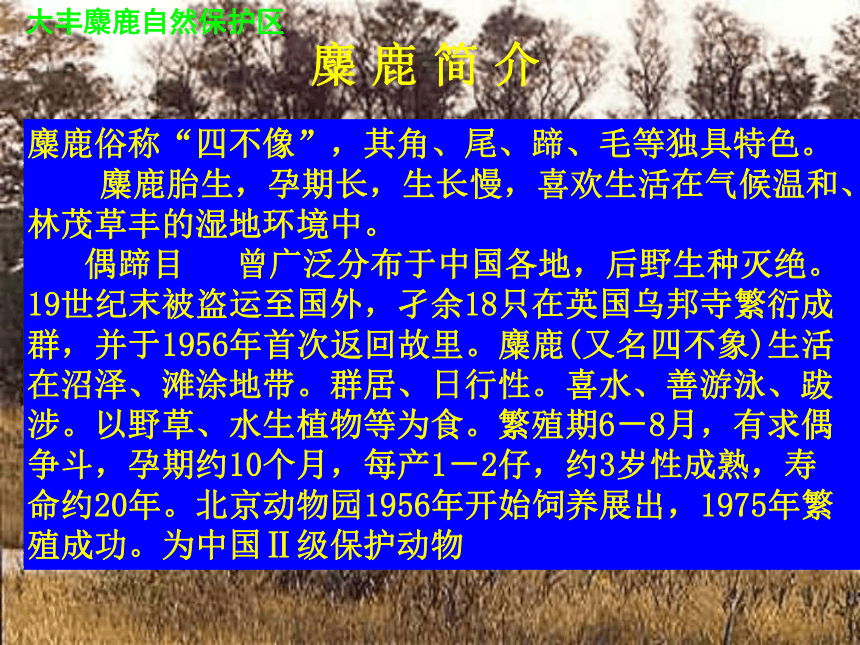 麋鹿的寓意是什么