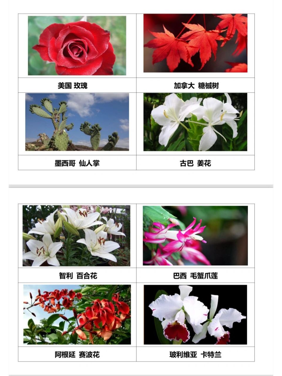 请问美国的国花是什么花