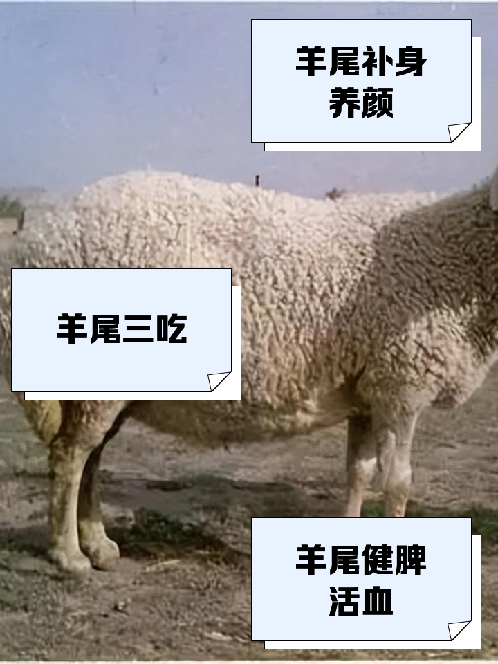 羊的尾巴什么样